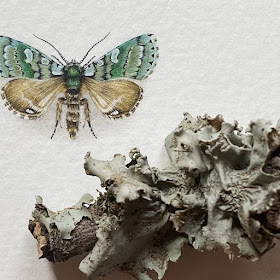 03-Moth-Griposa-Aprilina-Lorraine-Loots-Tiny-Art-www-designstack-co