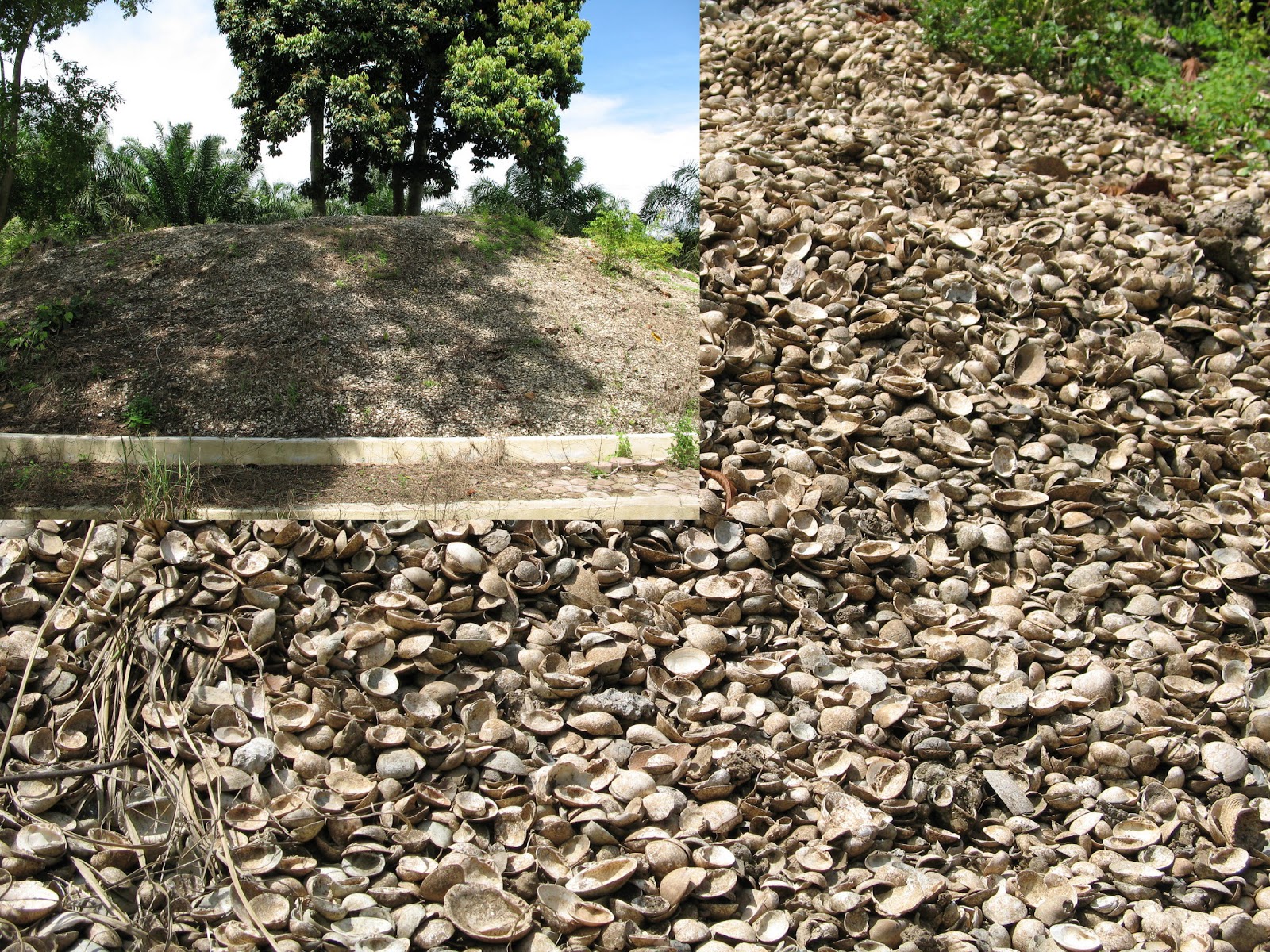 Wisata Aceh Tamiang Yang Unik Di Visit Aceh 2013 | Nanggroe Aceh