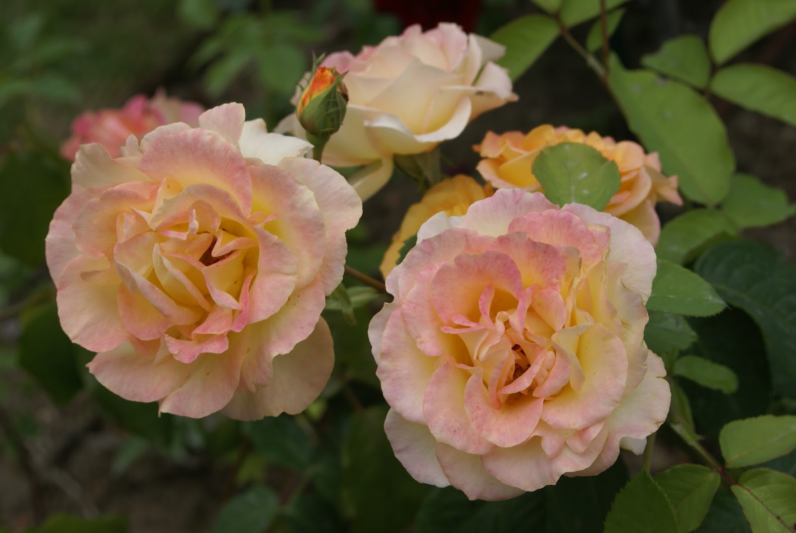 Readerbuzz Iconic Paris* Amazing Flowers