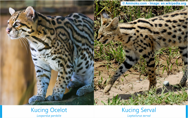 Perbedaan antara kucing ocelot dan kucing serval Perbedaan antara kucing ocelot dan kucing serval