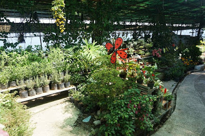 Plants for sale in Zoori Zoori Zoo in Tagaytay