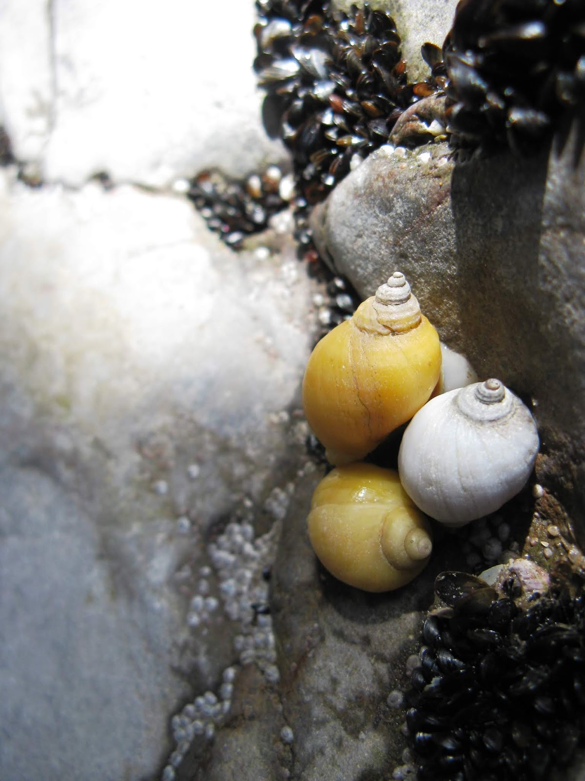 Professor P.Brain's blog Periwinkles, Predation and Plastics