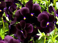 Jenis Flora Endemik yang hanya ada Indonesia!