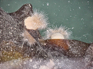 Sea Anemones and Kelp. Photo Art MacKay