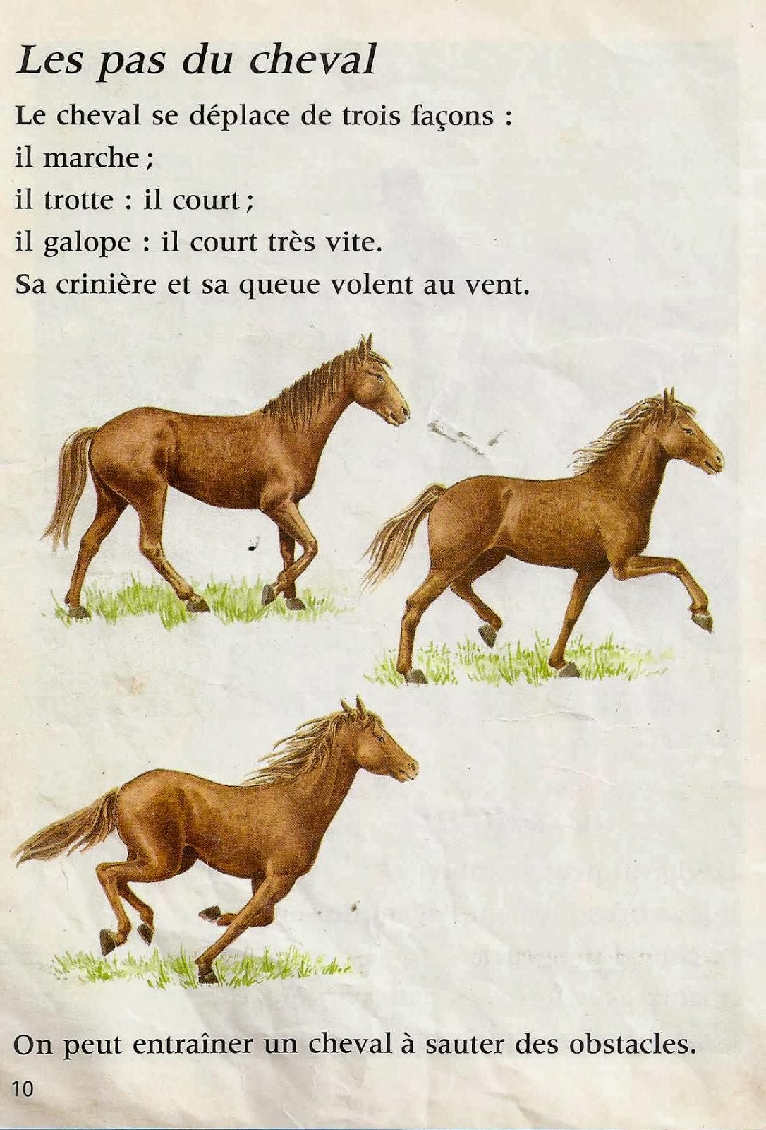 Leçons de choses: Le cheval