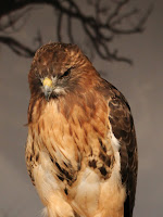 Red-Tailed Hawk Red-Tailed Hawk