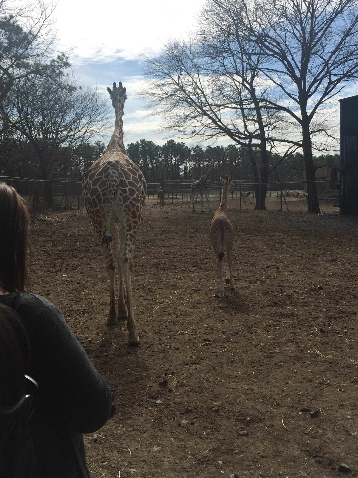 3 New Baby Giraffes Born at Six Flags Great Adventure for 2017 Season
