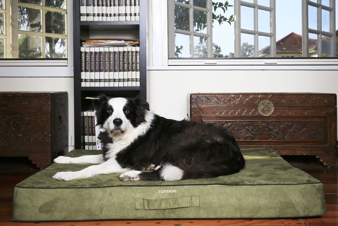TOPDOG Comfit Orthopedic Dog Beds | Australian Dog Lover