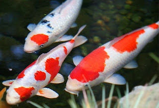 cara budidaya ikan koi di aquarium,budidaya ikan koi di kolam beton,budidaya ikan koi di kolam terpal,pembesaran ikan koi,Koi, cara budidaya ikan koi di aquarium,budidaya ikan koi di kolam beton,budidaya ikan koi di kolam terpal,pembesaran ikan koi,Koi,
