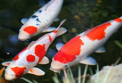 cara budidaya ikan koi di aquarium,budidaya ikan koi di kolam beton,budidaya ikan koi di kolam terpal,pembesaran ikan koi,Koi, cara budidaya ikan koi di aquarium,budidaya ikan koi di kolam beton,budidaya ikan koi di kolam terpal,pembesaran ikan koi,Koi,