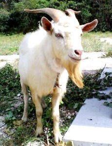 Cabra o chiva Foto de una cabra doméstica