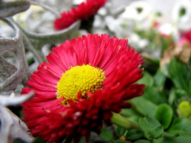 bellis perennis orto dei colori