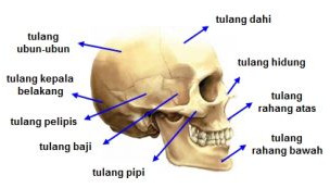 Jenis Tulang/Sendi/Otot Pada Alat Gerak Manusia Beserta ...