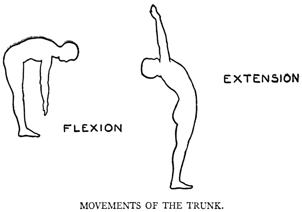 Extension Leads Flexion