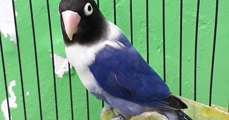 Harga Lovebird Violet Terbaru Samlovebird