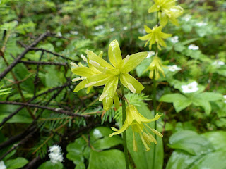 Clintonie boréale - Clintonia borealis Clintonie boréale - Clintonia borealis