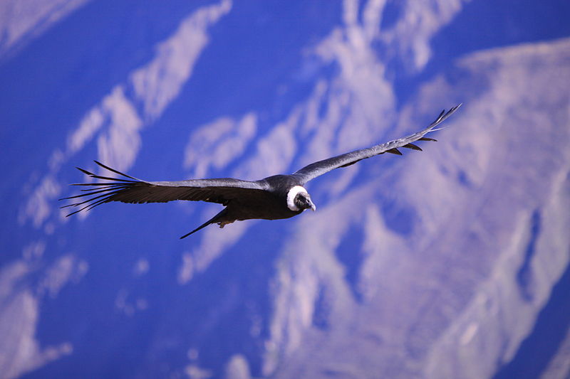 Andean Condor In Flight – Fly without flapping? Andean condors surf air ...