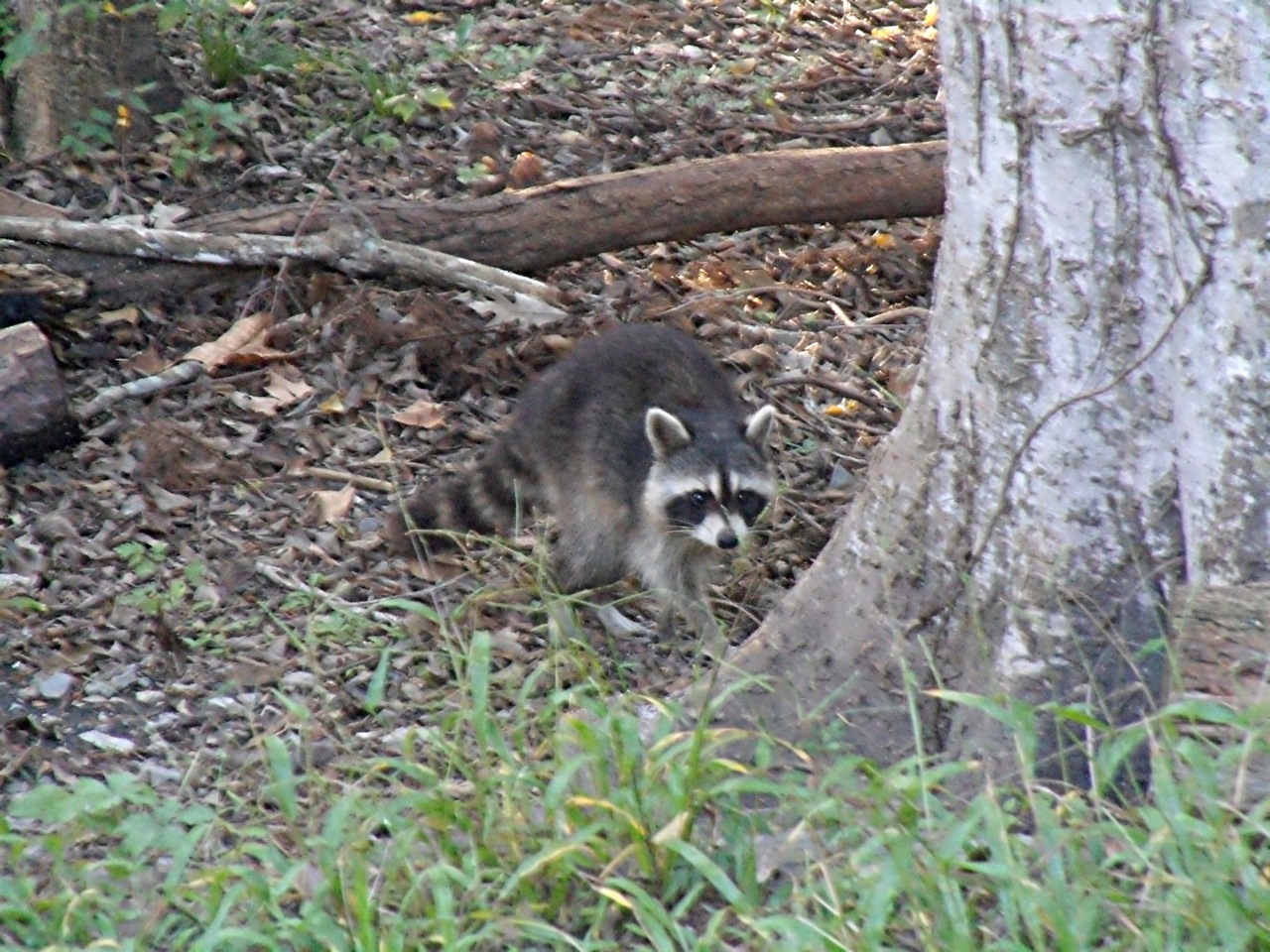 Ron's BTW* Blog Around the Bayou