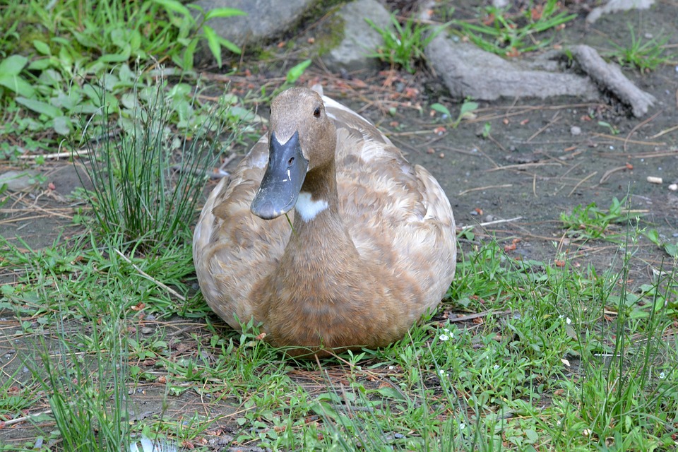 Why the deep litter method never works for me! Murano Chicken Farm