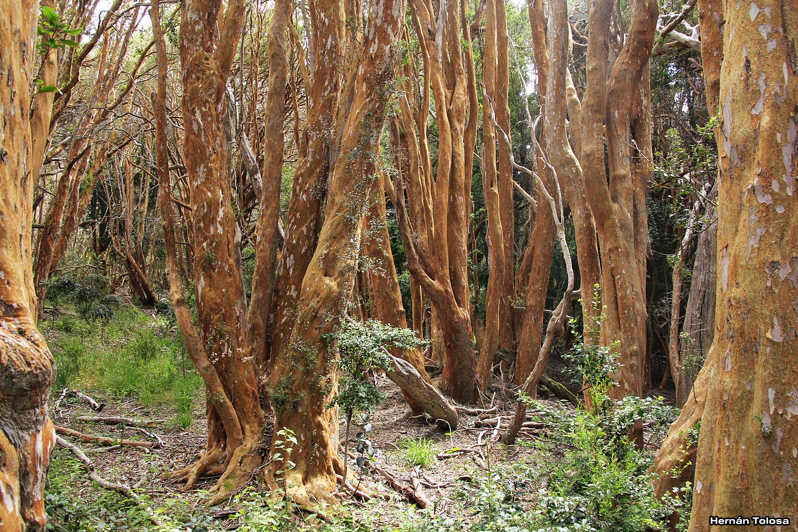 Patagonia Arrayán (Luma apiculata)