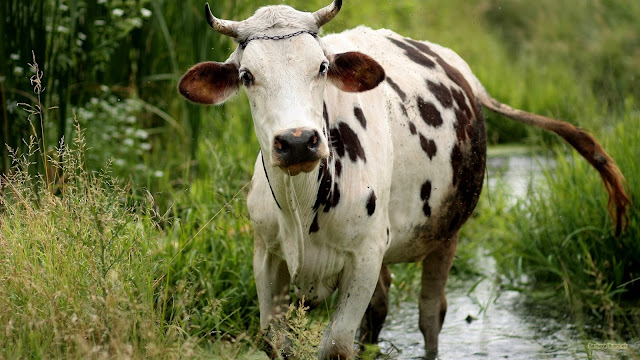 Bruin witte wilde koe
