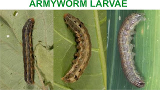 armyworm larvae