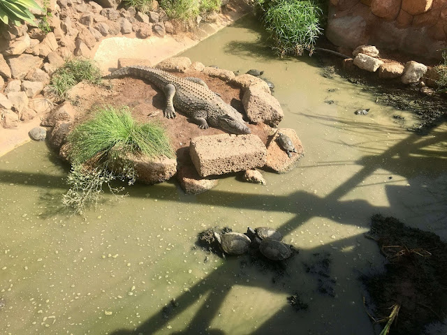 Monkey-park-los-cristianos-alligator Monkey-park-los-cristianos-alligator
