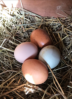 chickens that lay colored eggs