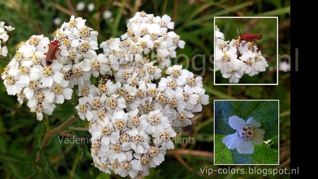 Vademecum Interesting Plants Odmiany Kolorystyczne Inny Ksztalt