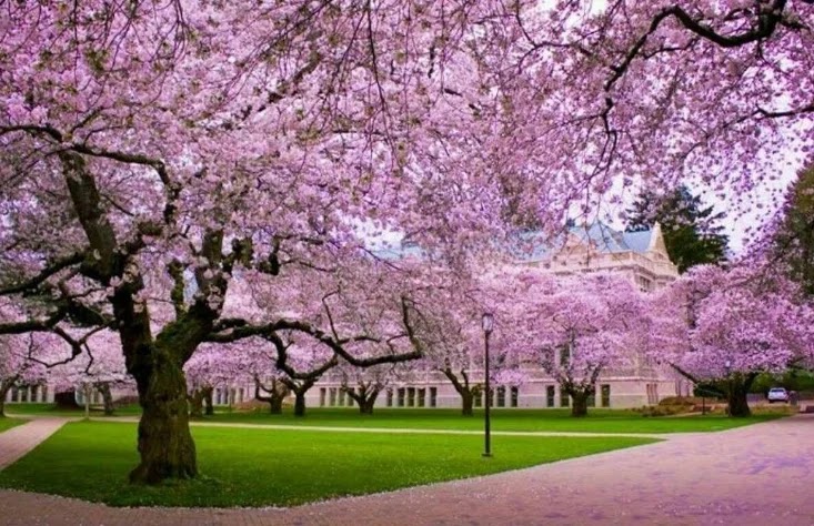 Washington University Keren! Ini Dia 11 Kampus Terindah di Dunia