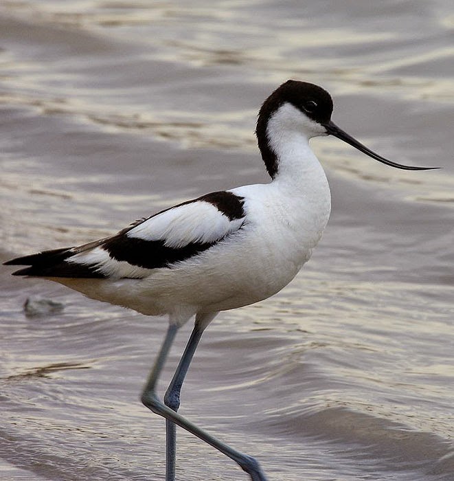 Avoceta (Recurvirostra avosetta)