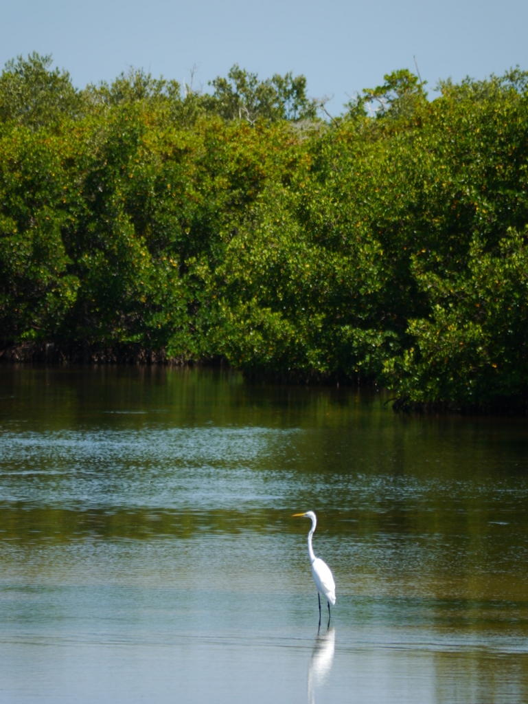 Ile de Sanibel Floride  Great White Heron