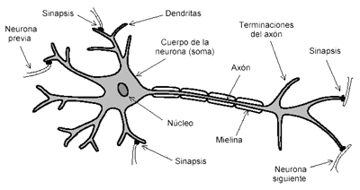 NEURONA DEL SER HUMANO Y PARTES Grafico de la neurona del ser humano y sus partes