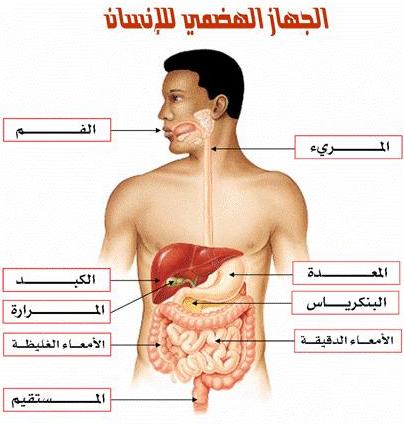 أي الاعضاء التالية من ملحقات القناة الهضمية