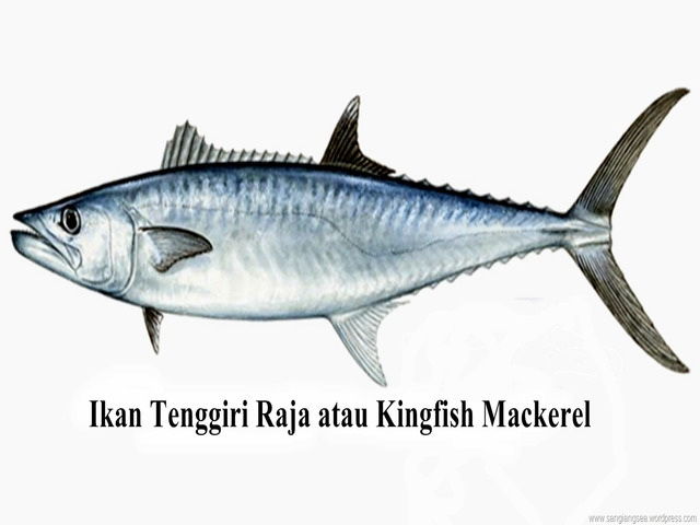 Gambar Ikan Makarel