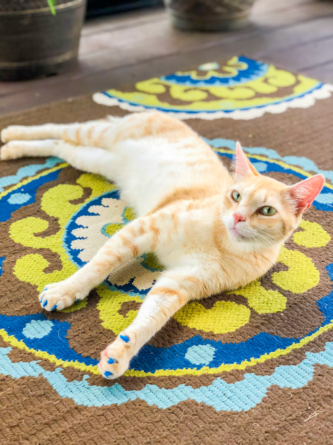 Nacho Man Kitty Savage Nacho Man Kitty Savage - instagram/nachomankittysavage