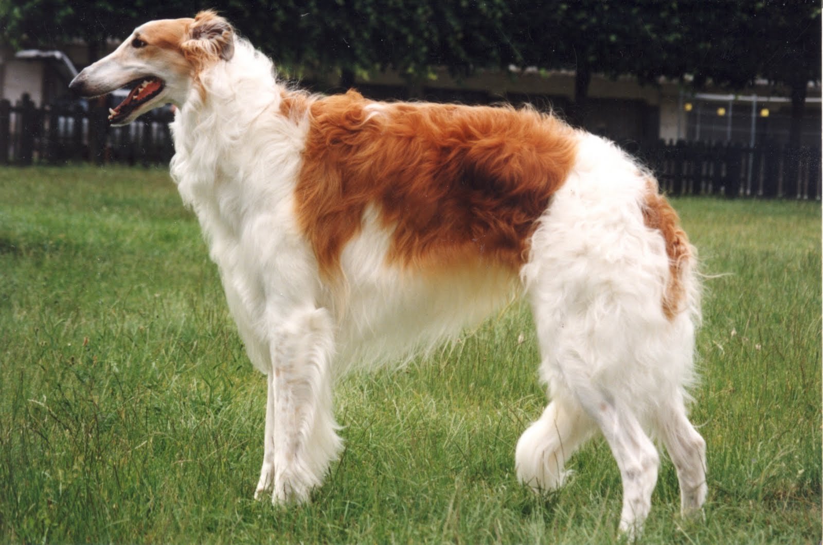 I M A Hound Dog Video I M A Hound Dog Video