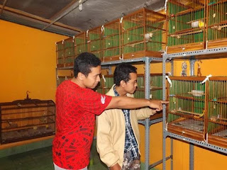 gambar ternak kenari sukses ternak kenari