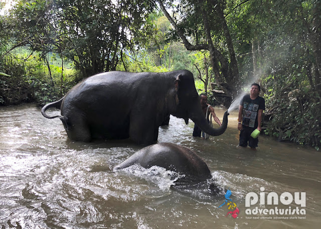 Elephant Pride Sanctuary Day Care in Chiang Mai