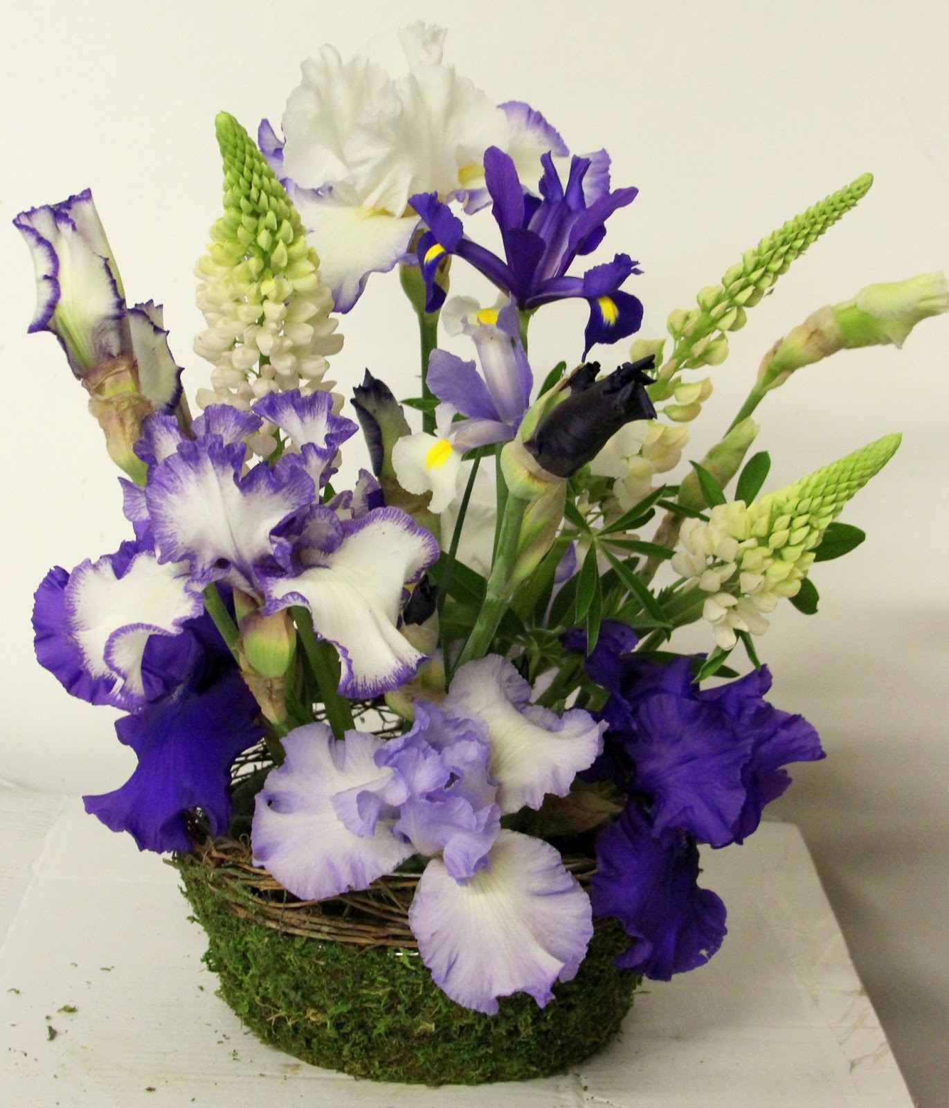 World of Irises "Talking Irises" DISPLAYING IRISES Using a variety of