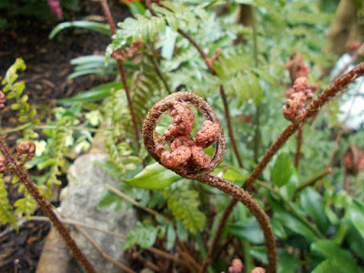 Dryopteris Shade loving plants Green Fingered Blog