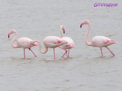 Valli Comacchio fenicotteri rosa