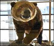 Smithers B.C. 1,012 Pound Hungry Hill Phantom Grizzly Bear