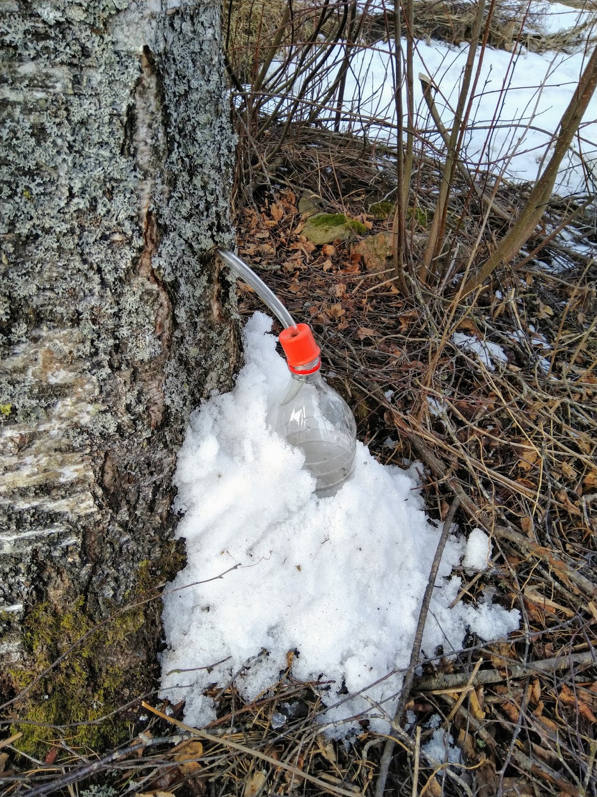 Suku puoli creampie putki