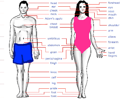 the little asterisk* : Homeschool Sex Education