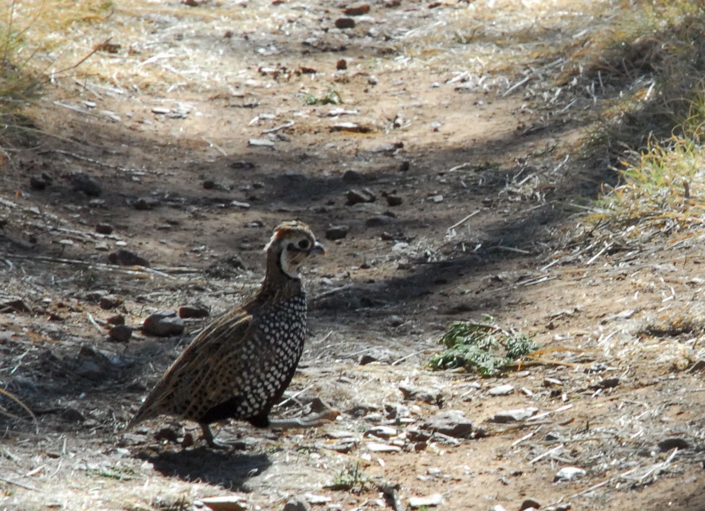 Texas Mountain Trail Daily Photo Montezuma Quail