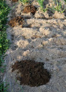 The mole has dug A's spuds; it is WAR! The mole has dug A's spuds; it is WAR!