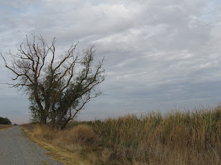 Sacramento National Wildlife Refuge