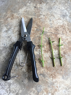 premna microphyllia cuttings