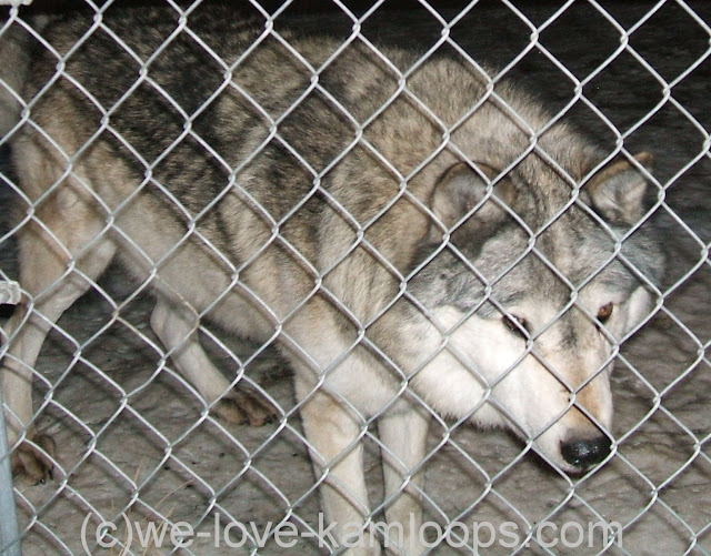 Wolf waiting for dinner at the fence
